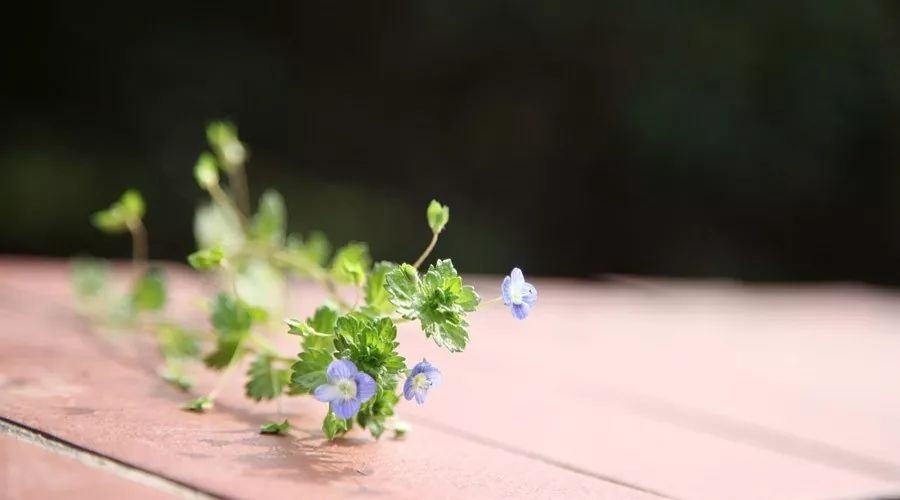 ϷʶջI